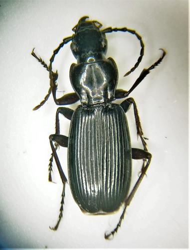 Réf. 295 669 : Pterostichus honnoratii